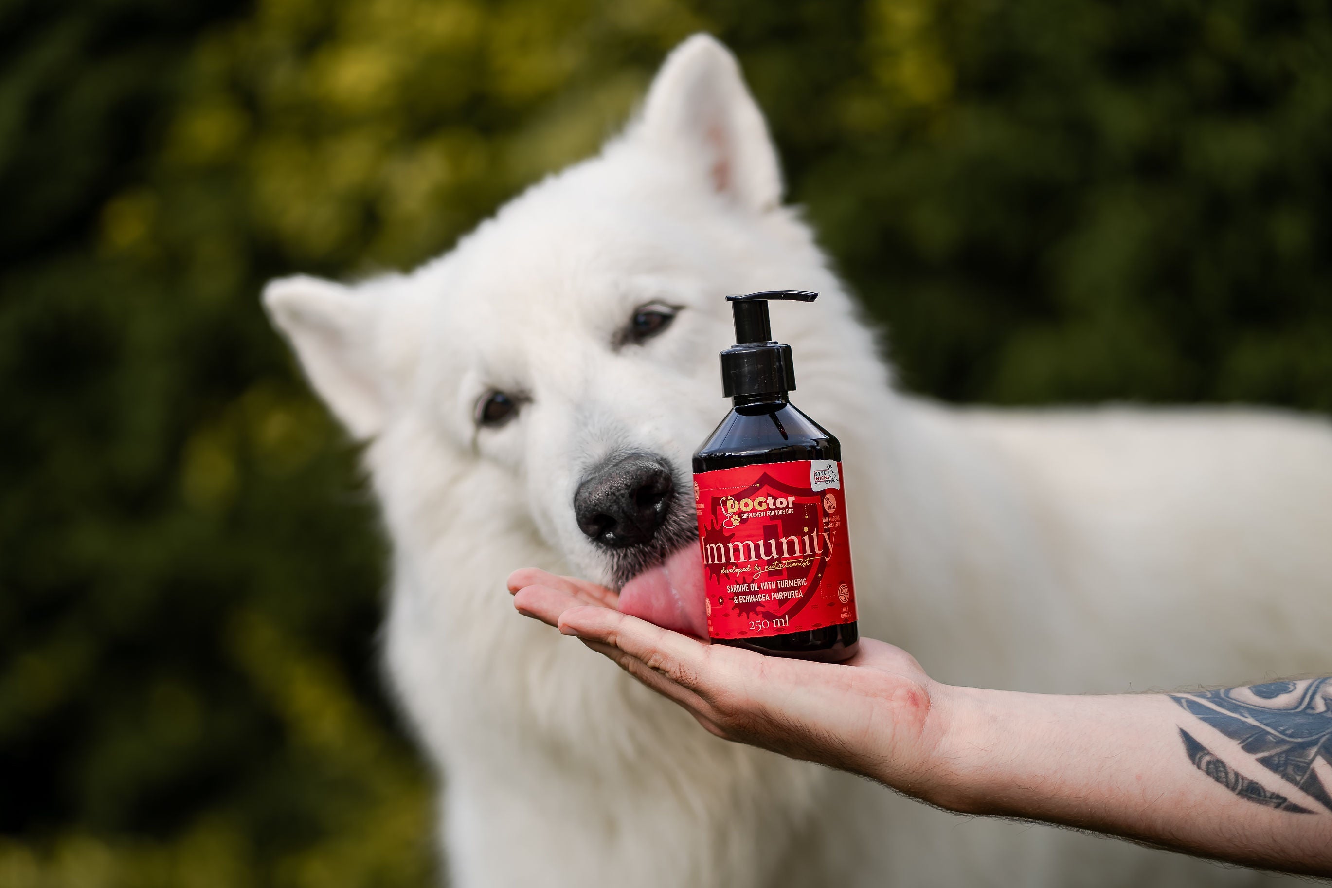 Spadek odporności u psa? Odkryj, jak naturalnie wzmocnić jego organizm!