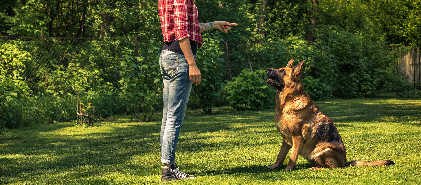 Dieta oraz trening aktywny a zdrowe mięśnie psa