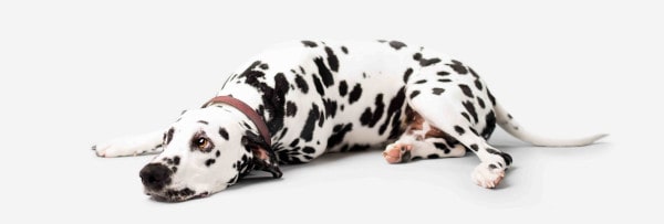 Stany zapalne w przewodzie pokarmowym psa