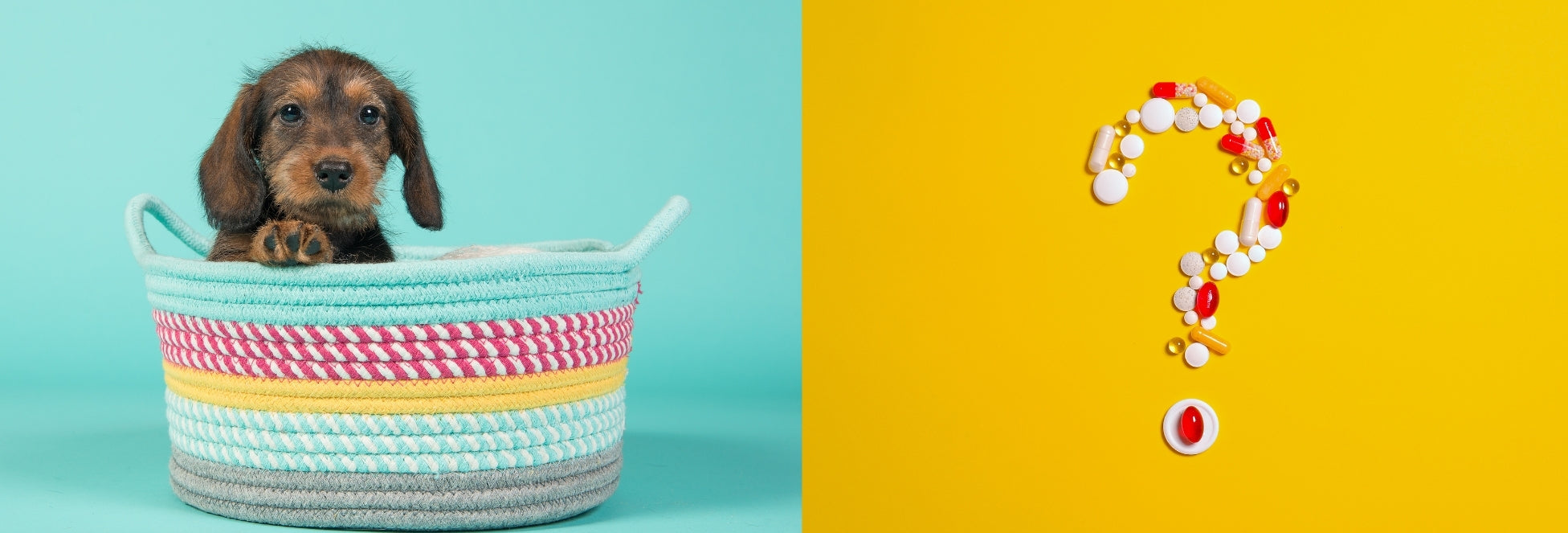 Witaminy dla szczeniaka - ważne składniki od najmłodszych lat